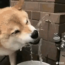 狗子（柴犬）喝水微笑